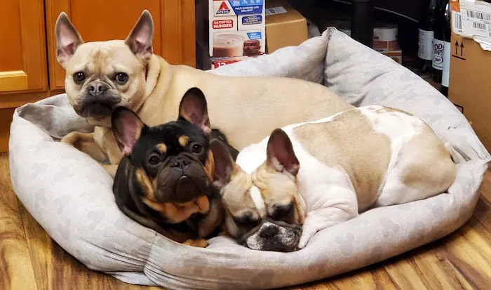 Attleboro Veterinary Clinic 8