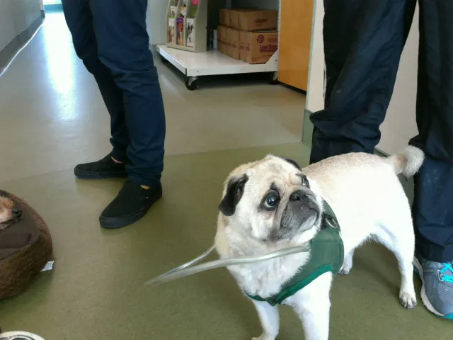 Sterling Impression Animal Rehabilitation Center 1