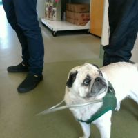 Sterling Impression Animal Rehabilitation Center ico