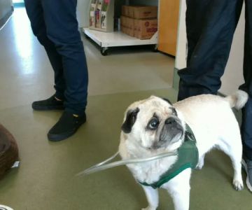 Sterling Impression Animal Rehabilitation Center