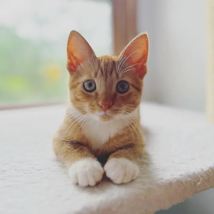 Pet Wellness Care 7