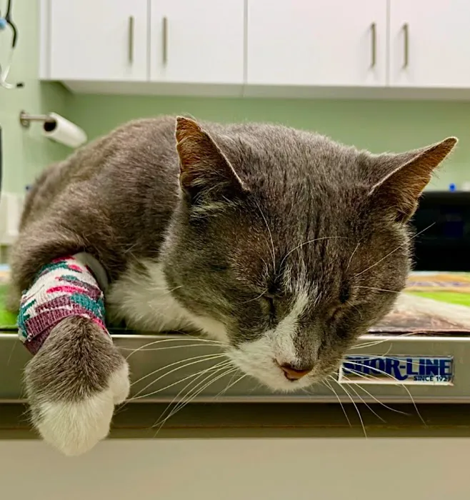 Pet Wellness Care 4