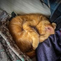 Pet Wellness Care ico