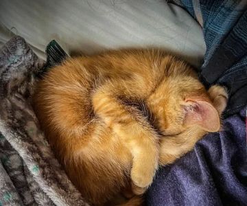 Pet Wellness Care