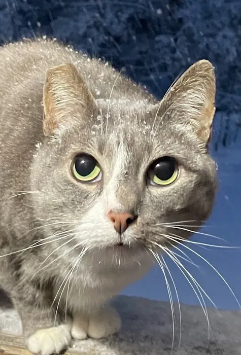 Pet Wellness Care 2