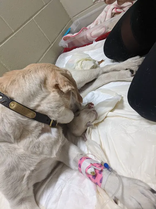 Tufts Veterinary Emergency Treatment & Specialties 8