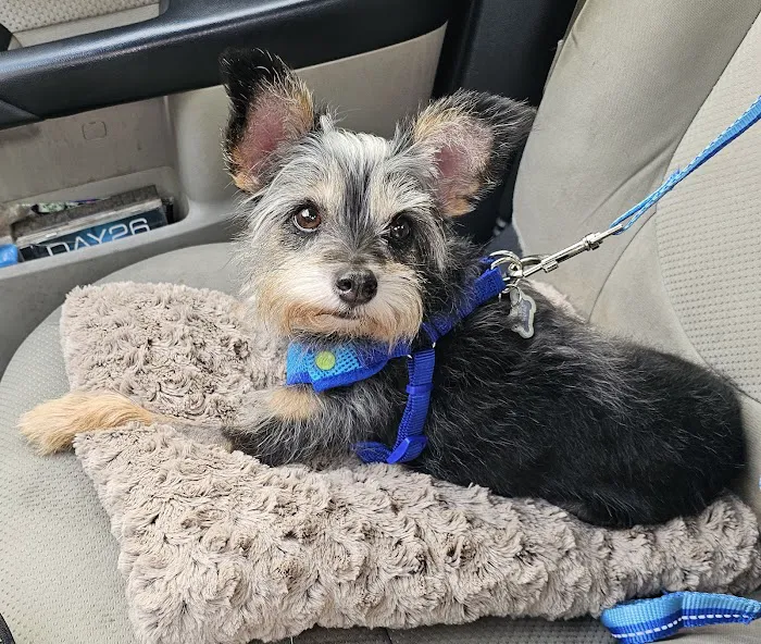 Tufts Veterinary Emergency Treatment & Specialties 3