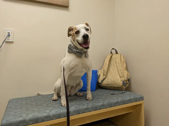 Tufts Veterinary Emergency Treatment & Specialties 9