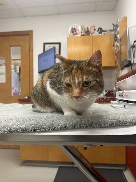 Wellesley Natick Veterinary Hospital 3