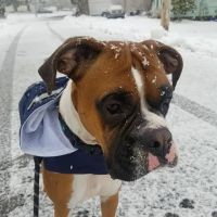Norwood Animal Hospital, A Thrive Pet Healthcare Partner ico