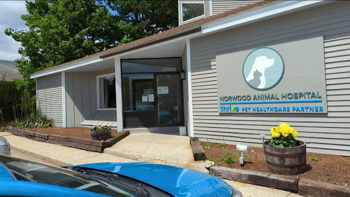 Norwood Animal Hospital, A Thrive Pet Healthcare Partner 2