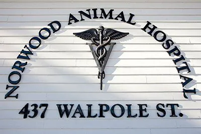 Norwood Animal Hospital, A Thrive Pet Healthcare Partner 9