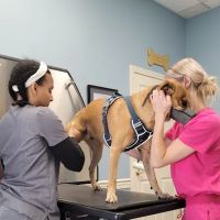 Ashfield Cheyne Veterinary Services ico