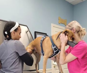 Ashfield Cheyne Veterinary Services