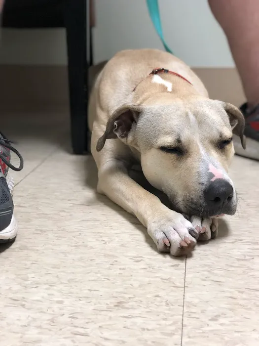 Foxboro Animal Hospital 3