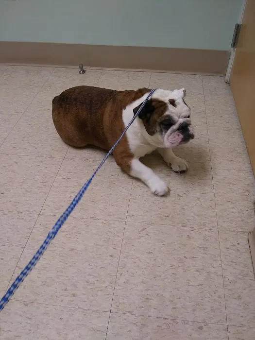 Foxboro Animal Hospital 10
