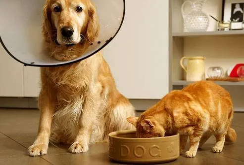 Sharon Veterinary Clinic 10