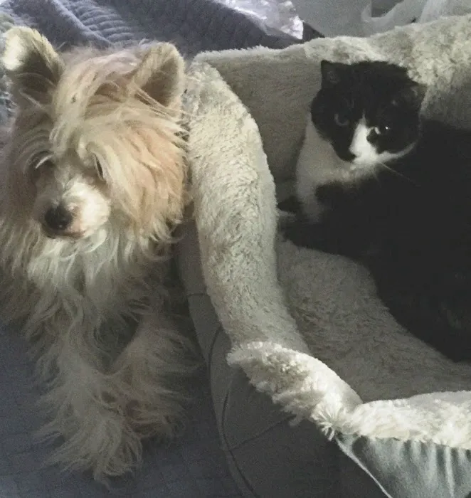 Wellesley Animal Hospital 5
