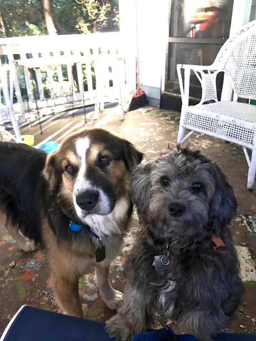 Wellesley Animal Hospital 3