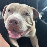 Vetco Total Care Animal Hospital ico
