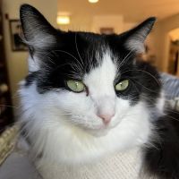 Spinnaker Veterinary Clinic ico