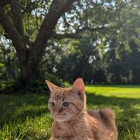 Hidden Brook Veterinary Services ico