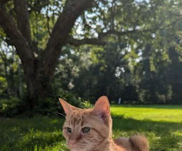 Hidden Brook Veterinary Services