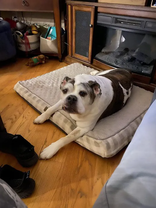 New England Animal Hospital 5