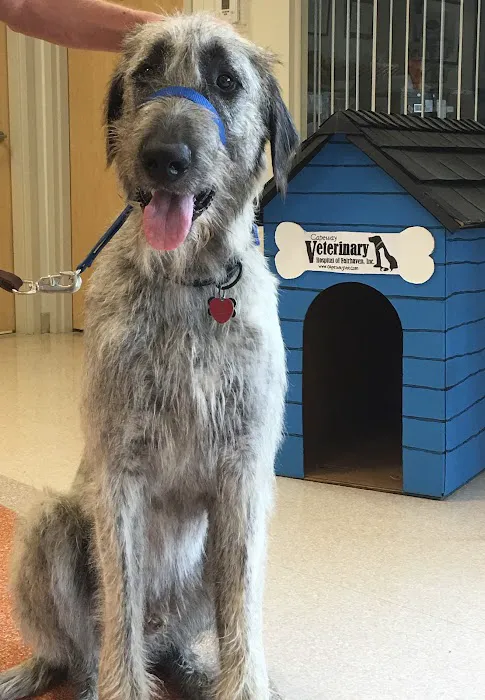 VCA Capeway Animal Hospital 10
