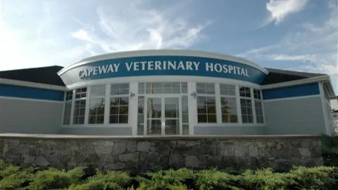 VCA Capeway Animal Hospital 4