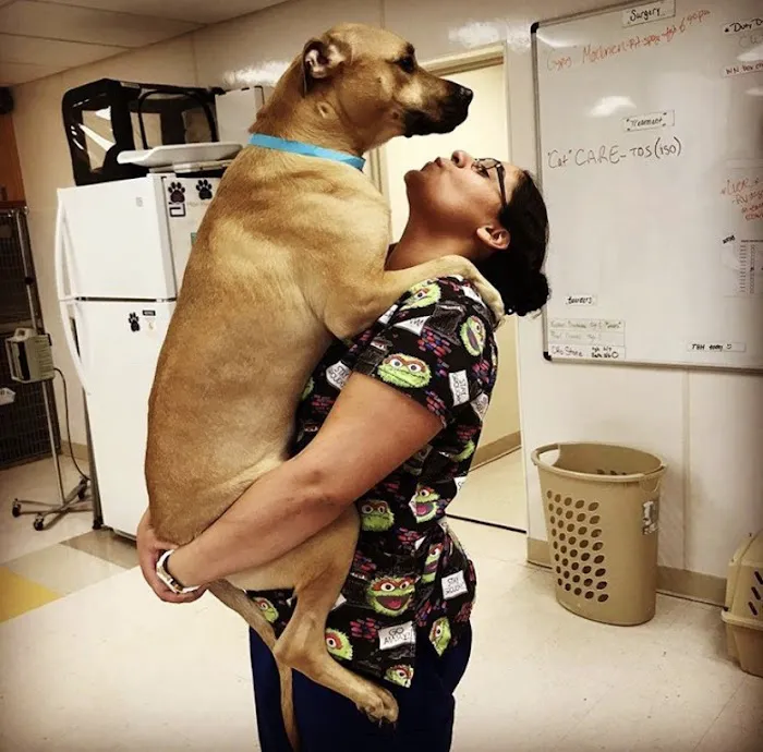 VCA Capeway Animal Hospital 7