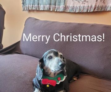 All Pets Mobile Vet