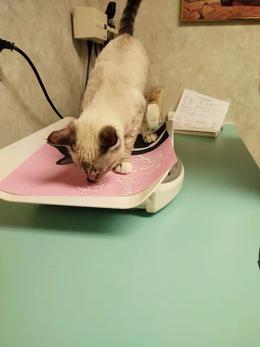 All Creatures Veterinary Hospital 3