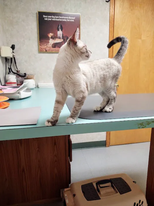 All Creatures Veterinary Hospital 7
