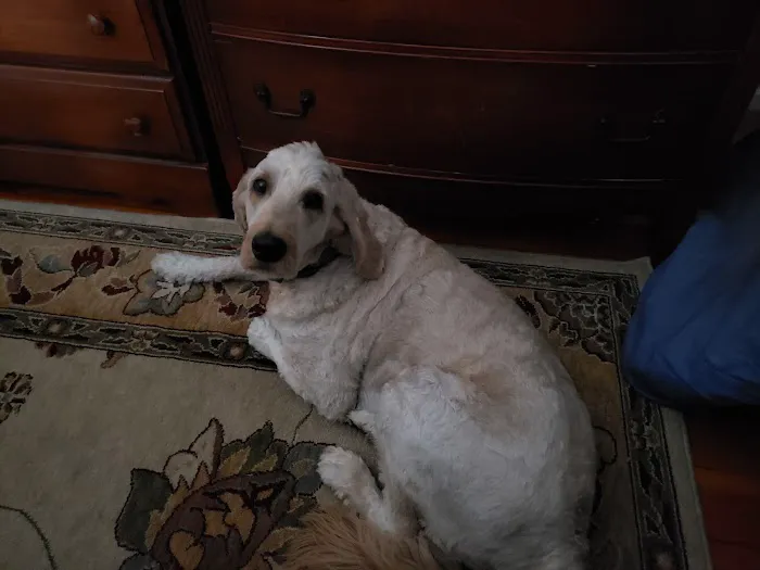 Carolina Beach Animal Hospital 1