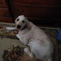 Carolina Beach Animal Hospital ico