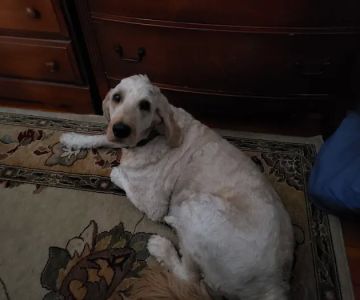 Carolina Beach Animal Hospital