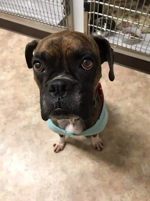 Carolina Beach Animal Hospital 8