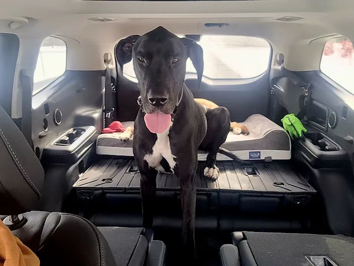 Carolina Beach Animal Hospital 6