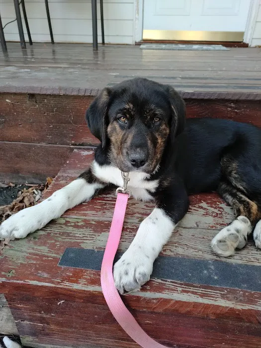 Carolina Beach Animal Hospital 2
