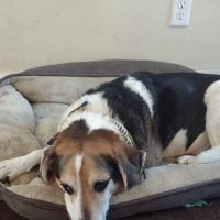Pleasure Island Animal Hospital ico