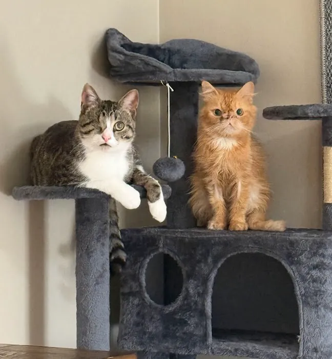 Jefferson Veterinary Hospital 6