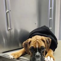 Jefferson Veterinary Hospital ico