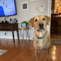 VIP Petcare Vaccination Clinic ico