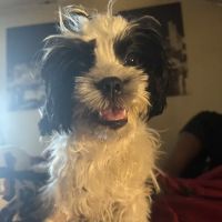 Dravosburg Veterinary Hospital ico