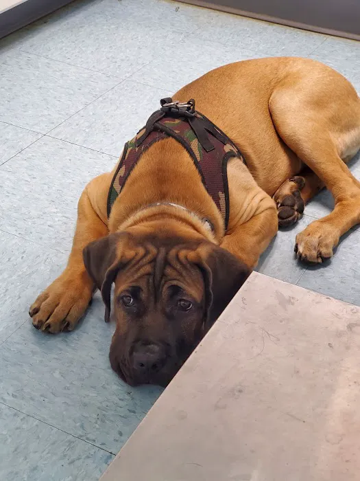 Munhall Veterinary Hospital 10