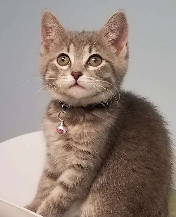 Munhall Veterinary Hospital 9