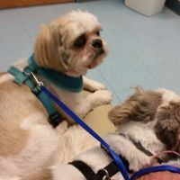Munhall Veterinary Hospital ico