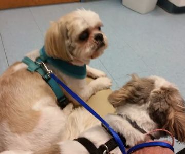 Munhall Veterinary Hospital