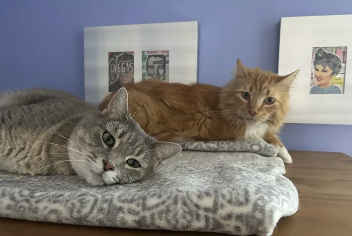 Pittsburgh Spay & Vaccination Clinic 5